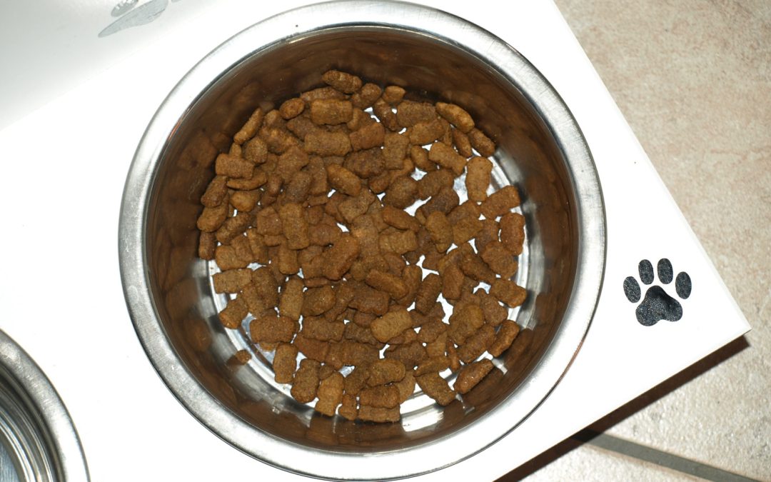 7 Ways to Have your Dog Work for Their Meals