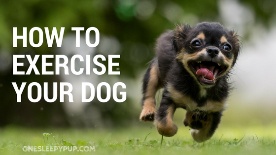 How to Exercise your Dog