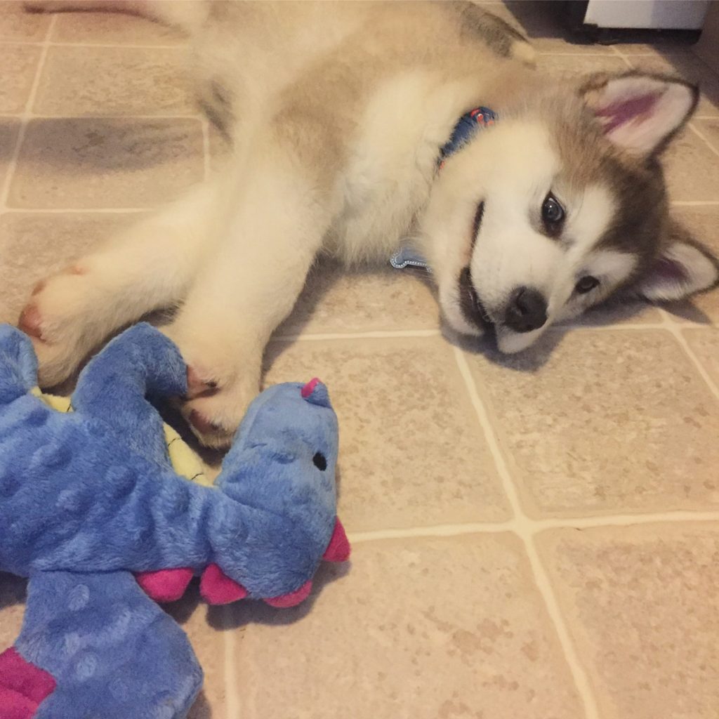 sleepy alaskan malamute