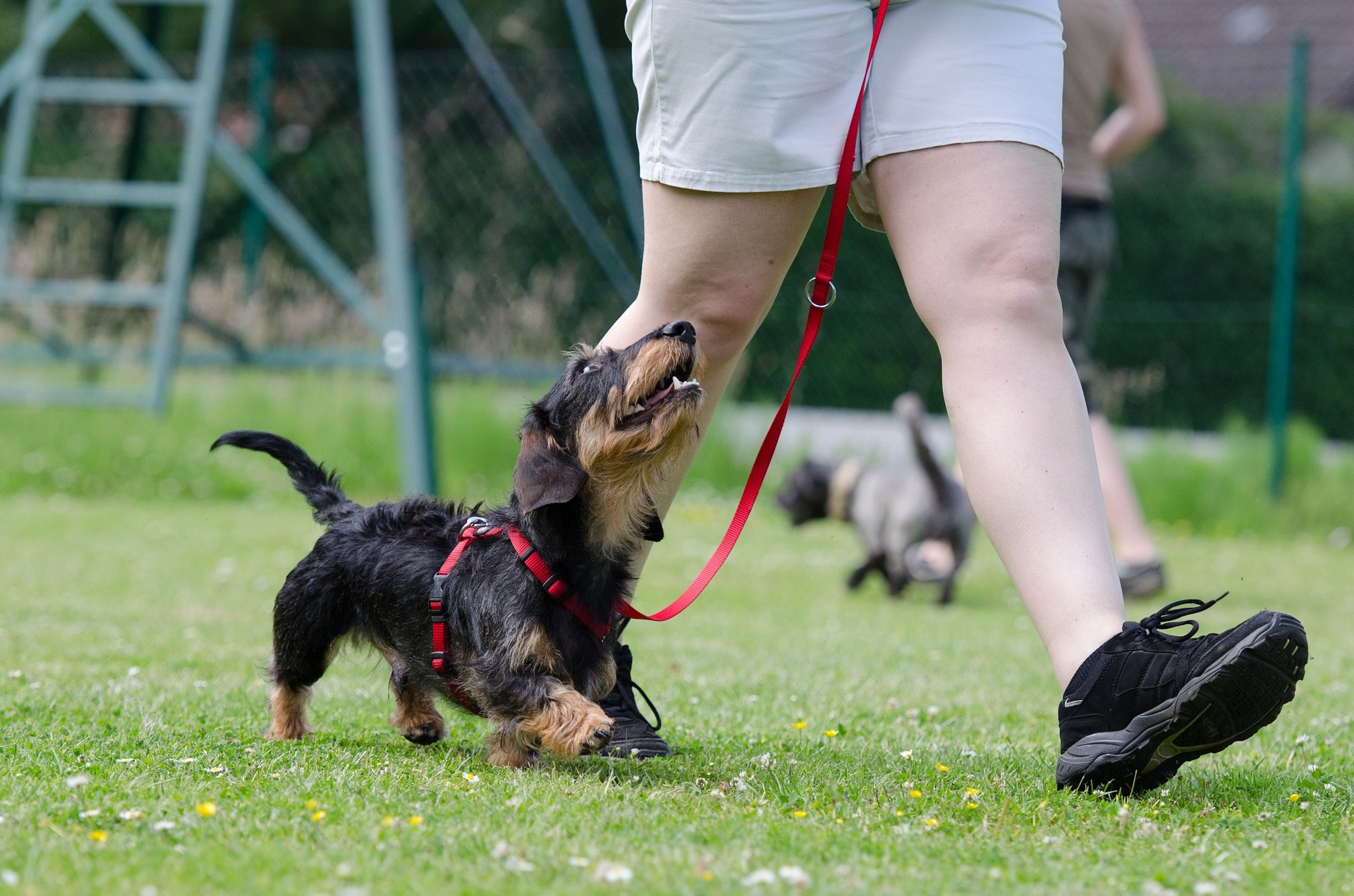 Dog work for their meals on walk