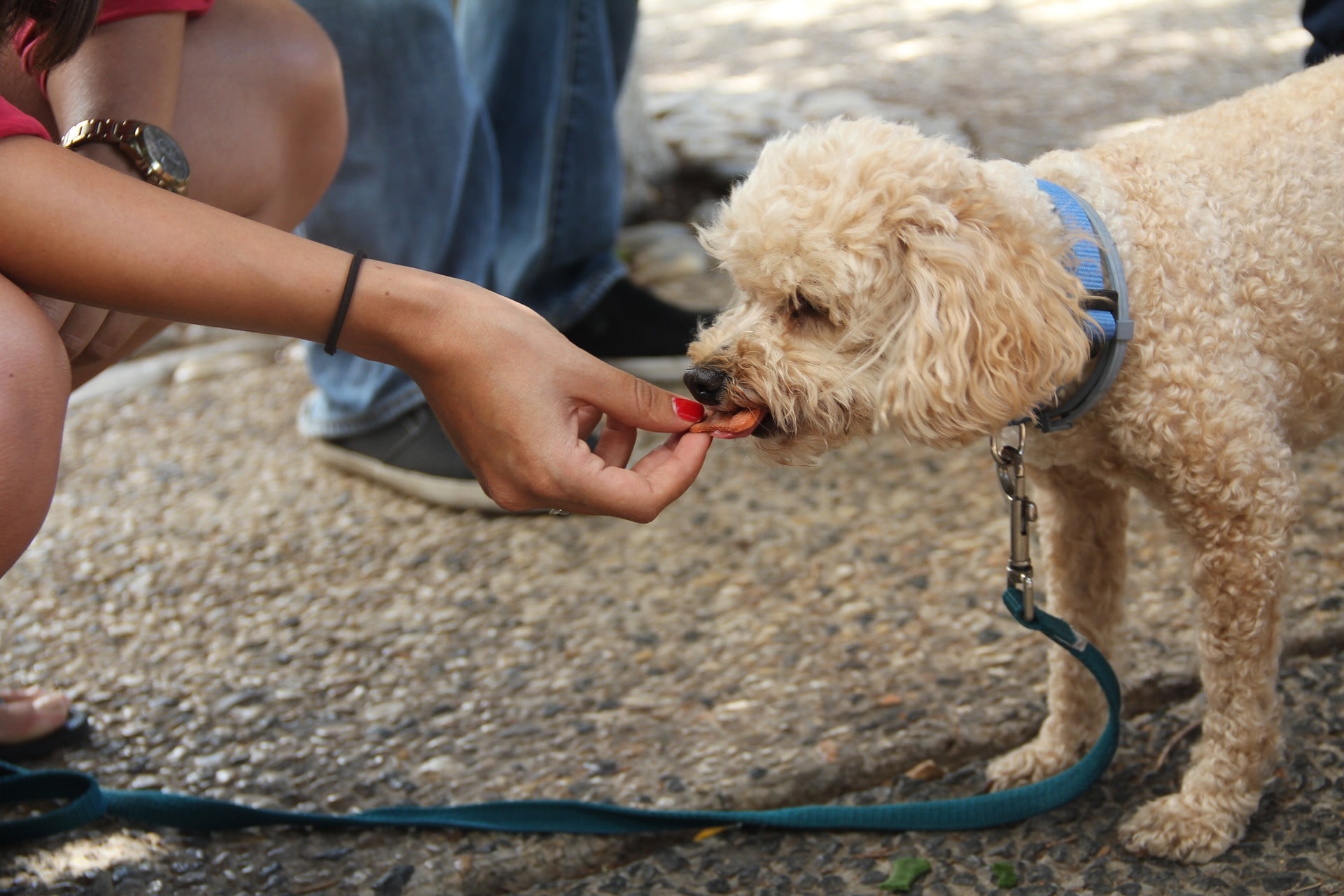 Hand feeding dog work for their meals