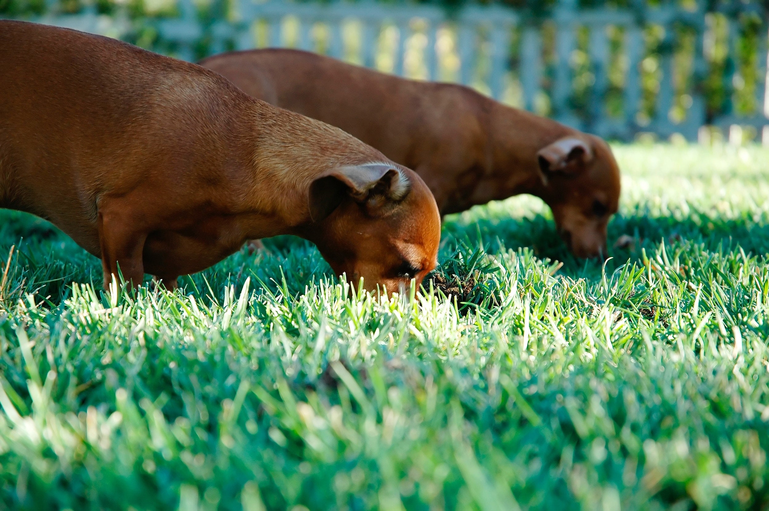 dog work for their meals