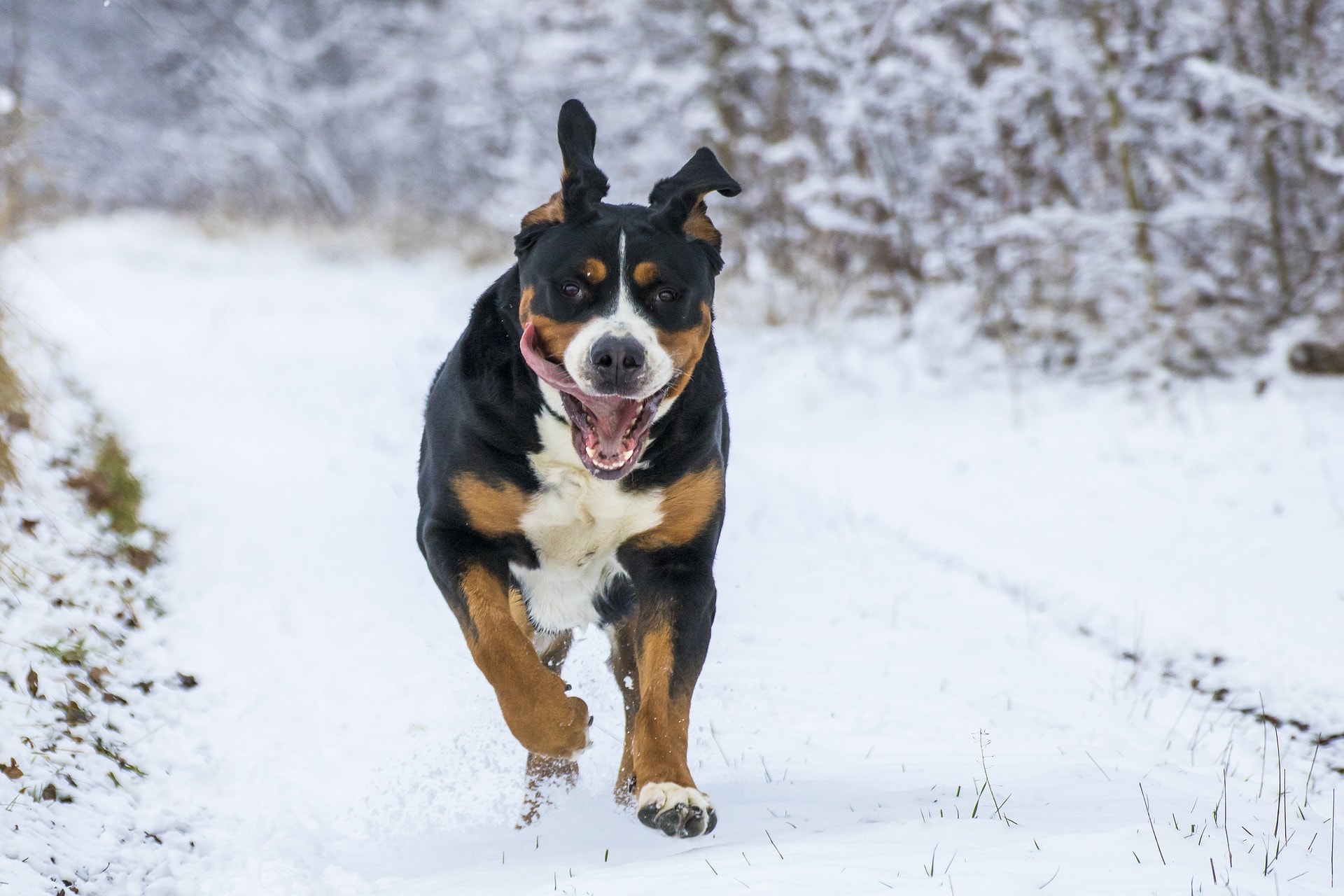 Exercise your dog in winter