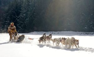 Exercise your dog pulling sleds